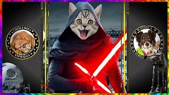 Image result for Star Wars Cats and Dogs