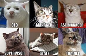 Image result for Cat Yard Work Meme