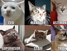 Image result for Funny Cat Memes at Work