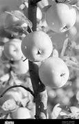 Image result for Mini Apple Fruit Name