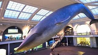 Image result for American Museum of Natural History Tickets