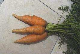 Image result for Carrot Core