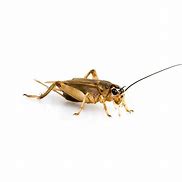 Image result for House Cricket Species