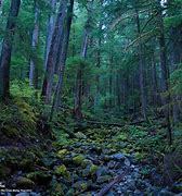 Image result for Rainy Forest Wallpaper