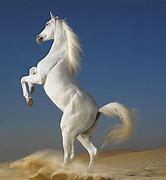 Image result for Amazing Horse Background