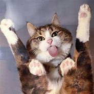Image result for Cute Cats Doing Funny Things
