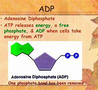 Image result for ADP Biology
