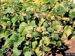 Image result for Common Indoor Plant Diseases
