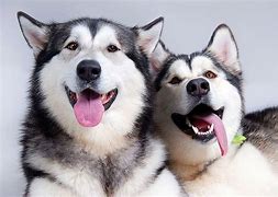 Image result for 2 Huskies