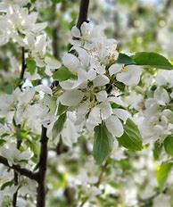 Image result for Spring Snow Crabapple Tree