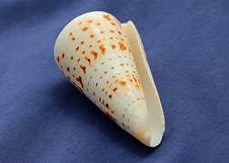 Image result for Molluscum Contagiosum Hands