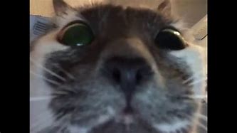 Image result for Cat Looking Up Meme