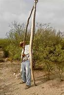 Image result for World's Largest Rattlesnake