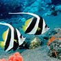 Image result for Amazing Marine Life