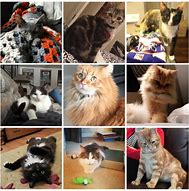 Image result for 3 More Days Cats