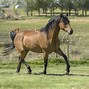 Image result for Most Common Horse Breeds