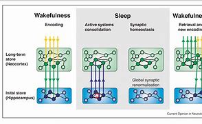 Image result for Consolidation of Memory in Sleep Process