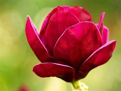 Image result for Magnolia Red as Red