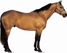 Image result for Tan Horse White Background