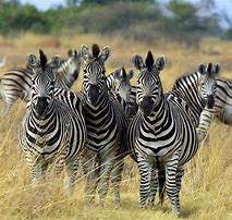 Image result for Zebra 220