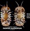 Image result for isopod antenna