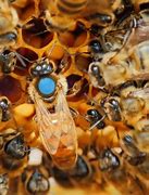 Image result for Marked Queen Bee