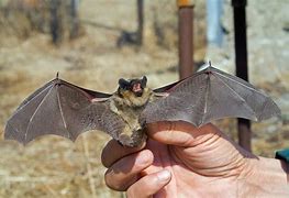 Image result for Bats in South Carolina