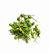 Image result for chiltepe