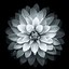 Image result for Lotus Flower Wallpaper iPhone 6