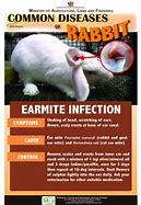 Image result for Common Diseases in Rabbits