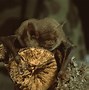 Image result for Bats Roosting