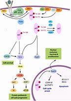 Image result for Pep Cell Sumsung S6