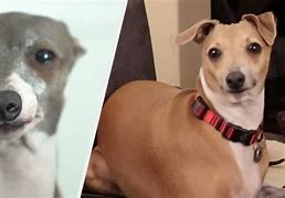 Image result for Marbles Jenna Marbles Dog