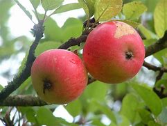 Image result for Apple Wikipedia English