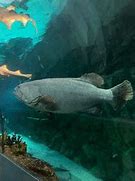 Image result for seaworld san antonio