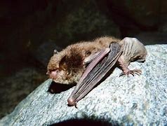 Image result for Himalayan Whiskered Bat