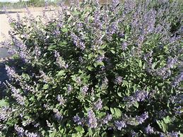 Image result for Vitex CHICAGOLAND BLUES