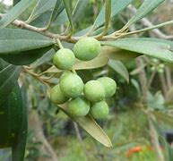 Image result for aceituno