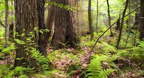Image result for What Forests Are in New Jersey