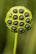 Image result for Bone That Looks Like a Lotus Seed Pod