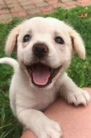 Image result for Cute Happy Puppy Face