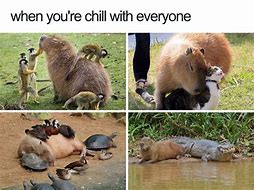 Image result for Funny Animal Friendship Memes