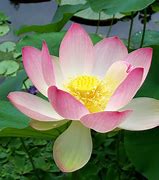 Image result for Lotus Flower Picture Free