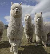 Image result for alpacw