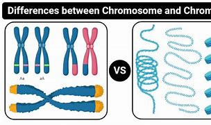 Image result for Chromatin vs Chromosome