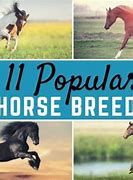 Image result for Horse Breed Brands