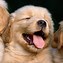 Image result for 2 Cutest Puppies