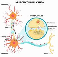 Image result for Neuoron Brain Cell