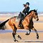 Image result for Cleveland Bay Cross Arabian