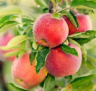Image result for Fruite Apple